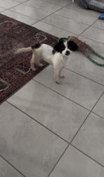 Found/Stray Female Dog last seen Giacomo ct by the stop sign, Forney, TX 75126