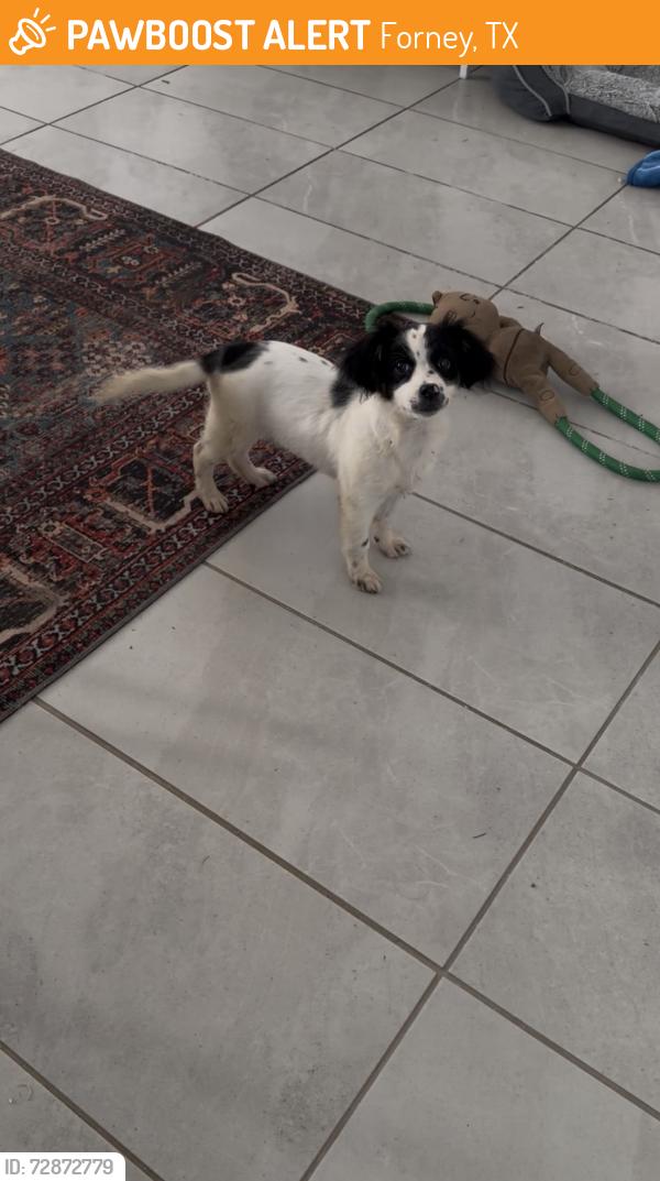 Found/Stray Female Dog last seen Giacomo ct by the stop sign, Forney, TX 75126