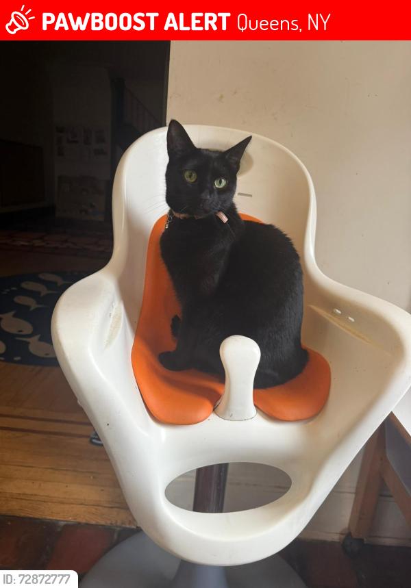 Lost Female Cat last seen 116th Street and Metropolitan, Queens, NY 11418