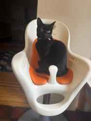 Lost Female Cat last seen 116th Street and Metropolitan, Queens, NY 11418