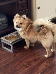 Found/Stray Male Dog last seen Boltons oil in Ave Q, Lubbock, TX 79412