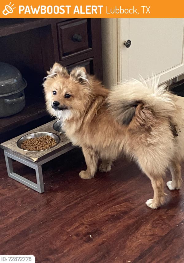 Found/Stray Male Dog last seen Boltons oil in Ave Q, Lubbock, TX 79412