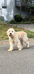 Found/Stray Male Dog last seen In Deerwood subdivision, wandering down Doeskin Lane, Smyrna, GA 30082