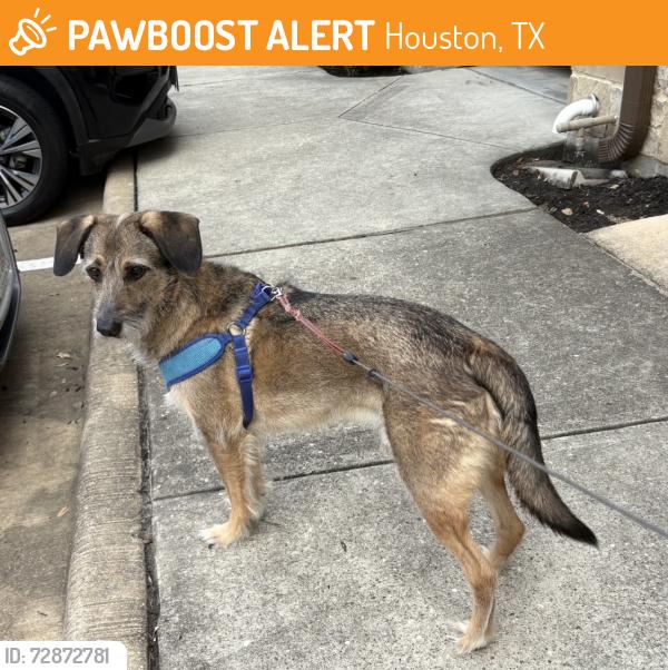 Found/Stray Unknown Dog last seen Binz at San Jacinto, Houston, TX 77004