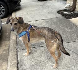 Found/Stray Unknown Dog last seen Binz at San Jacinto, Houston, TX 77004
