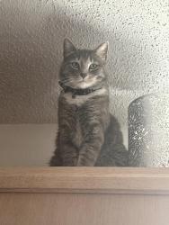 Lost Male Cat last seen Rhode Island rd , Orlando, FL 32824