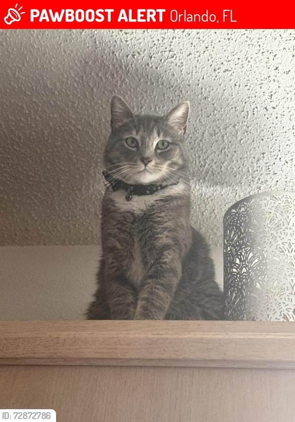 Lost Male Cat last seen Rhode Island rd, Orlando, FL 32824