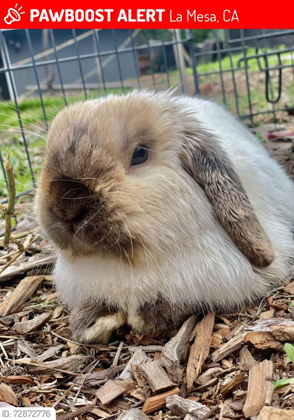 Lost Male Rabbit last seen Primrose and westwind, La Mesa, CA 91942