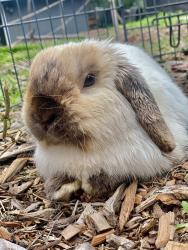 Lost Male Rabbit last seen Primrose and westwind, La Mesa, CA 91942