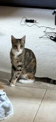 Reunited Female Cat last seen Meadowbrook drive , Parkwood, WA 6147