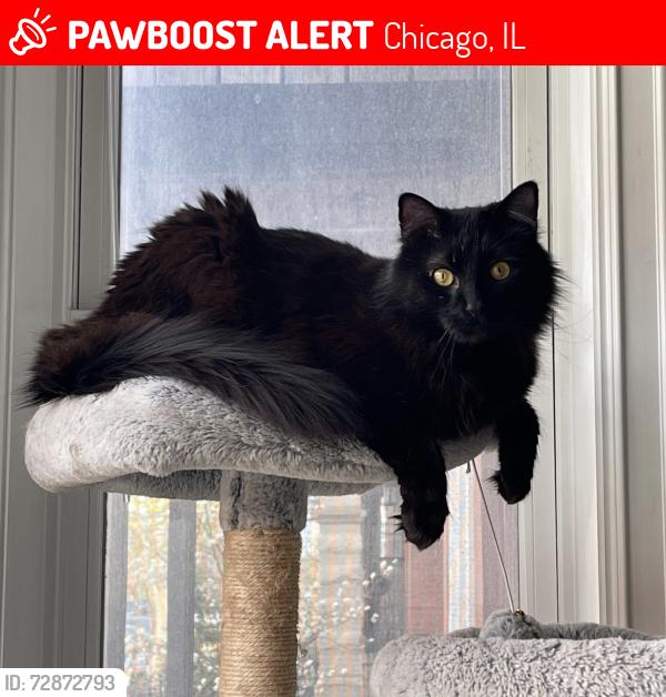 Lost Male Cat last seen Hoyne and Potomac, Wicker Park , Chicago, IL 60622