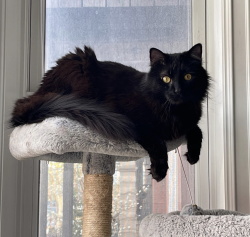 Lost Male Cat last seen Hoyne and Potomac, Wicker Park , Chicago, IL 60622