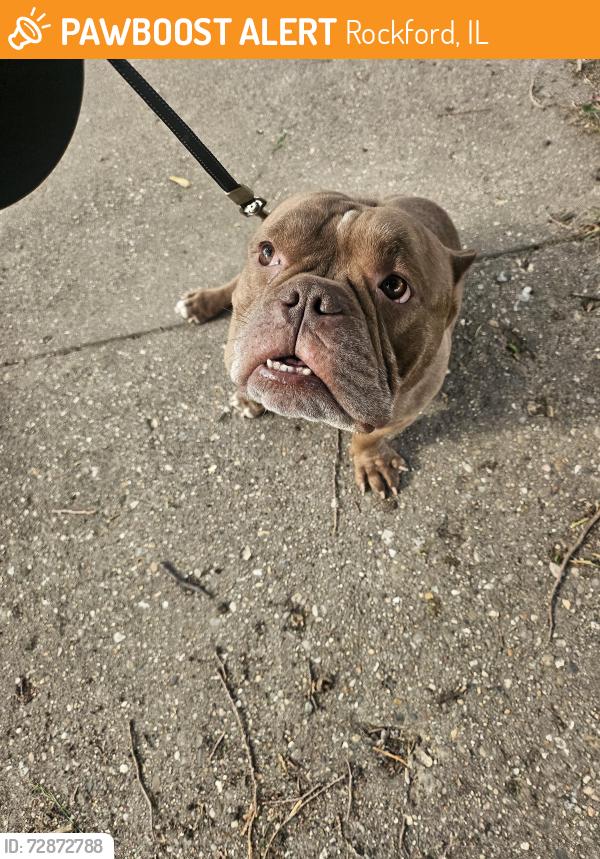Found/Stray Male Dog last seen Pendleton and Eastmoreland, Rockford, IL 61108