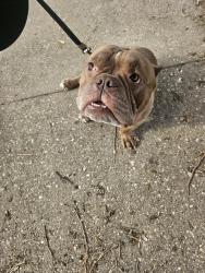 Found/Stray Male Dog last seen Pendleton and Eastmoreland, Rockford, IL 61108