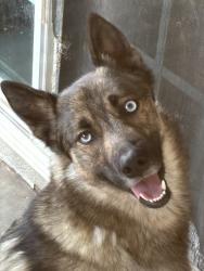 Found/Stray Male Dog last seen Cambridge and Carleton , Orange, CA 92867