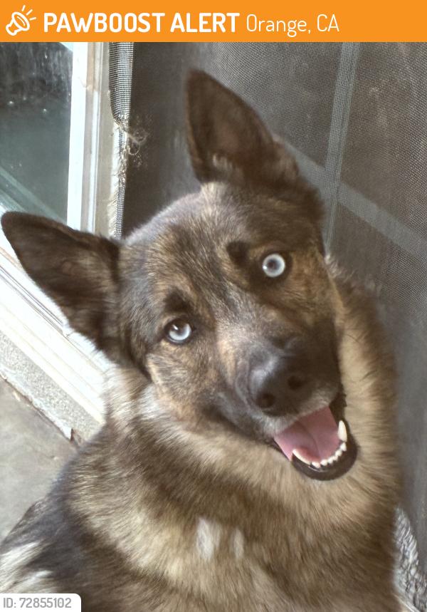 Found/Stray Male Dog last seen Cambridge and Carleton , Orange, CA 92867