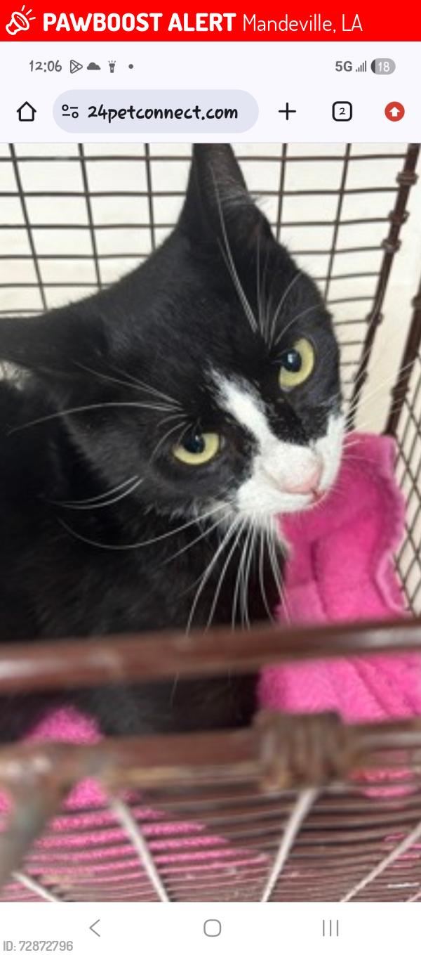 Lost Male Cat last seen La 1089 Mandeville, LA 70448, Mandeville, LA 70448