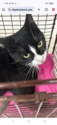 Lost Male Cat last seen La 1089 Mandeville, LA 70448, Mandeville, LA 70448