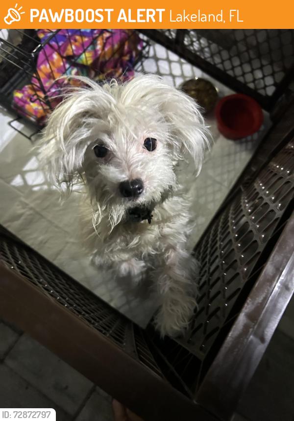 Found/Stray Unknown Dog last seen Crystal Lake and Meadowbrook Ave, Lakeland, FL 33801
