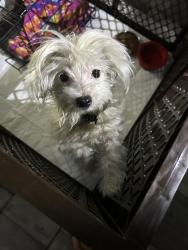 Found/Stray Unknown Dog last seen Crystal Lake and Meadowbrook Ave, Lakeland, FL 33801