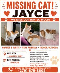 Lost Male Cat last seen Mammoth Way Lodi, CA, Lodi, CA 95242