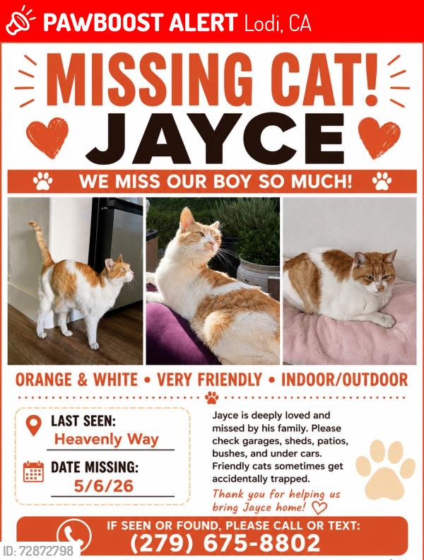 Lost Male Cat last seen Mammoth Way Lodi, CA, Lodi, CA 95242