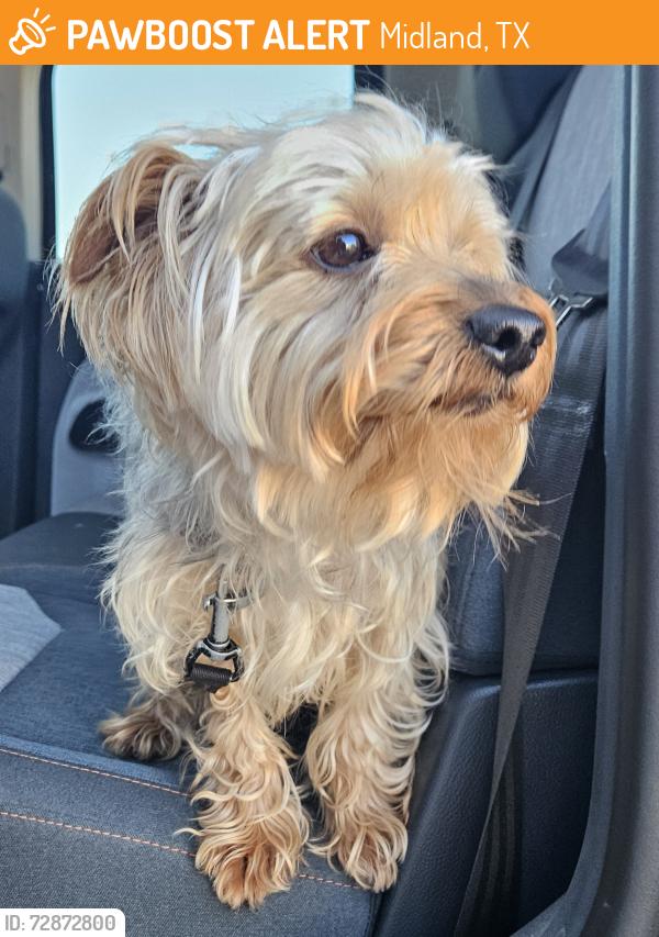 Found/Stray Male Dog last seen North Carver street, Midland, TX 79701