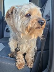 Found/Stray Male Dog last seen North Carver street, Midland, TX 79701