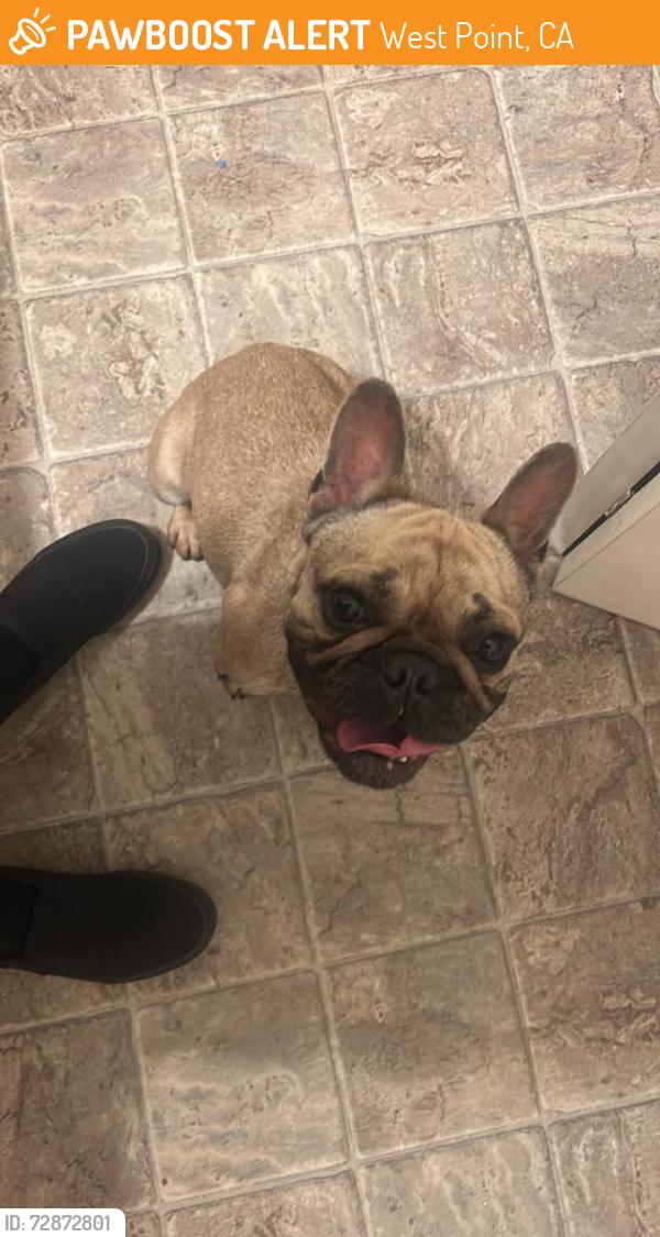 Found/Stray Male Dog last seen Near CA-26 West Point, CA  95255 United States, West Point, CA 95255