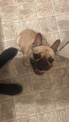 Found/Stray Male Dog last seen Near CA-26 West Point, CA  95255 United States, West Point, CA 95255