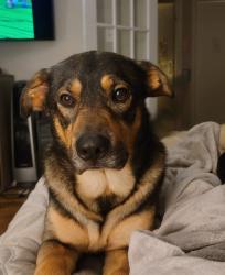Lost Male Dog last seen Arbor Station , Douglasville, GA 30135