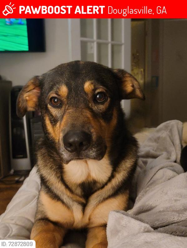 Lost Male Dog last seen Arbor Station , Douglasville, GA 30135