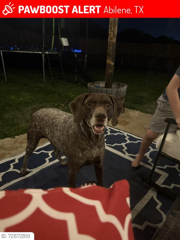 Lost Female Dog last seen North Pioneer and North 1st, Abilene, TX 79603