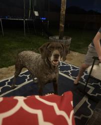 Lost Female Dog last seen North Pioneer and North 1st, Abilene, TX 79603
