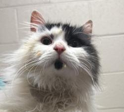 Shelter Stray Male Cat last seen OR, Troutdale, OR 97060