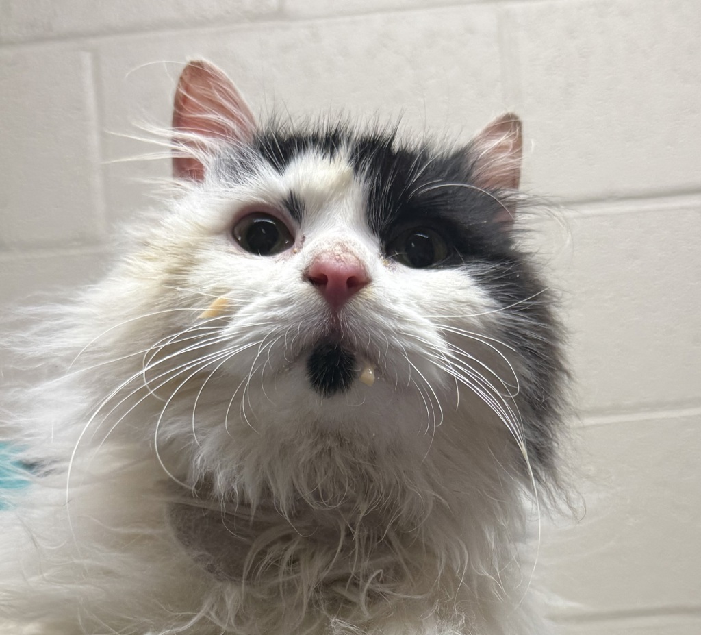 Shelter Stray Male Cat last seen OR, Troutdale, OR 97060