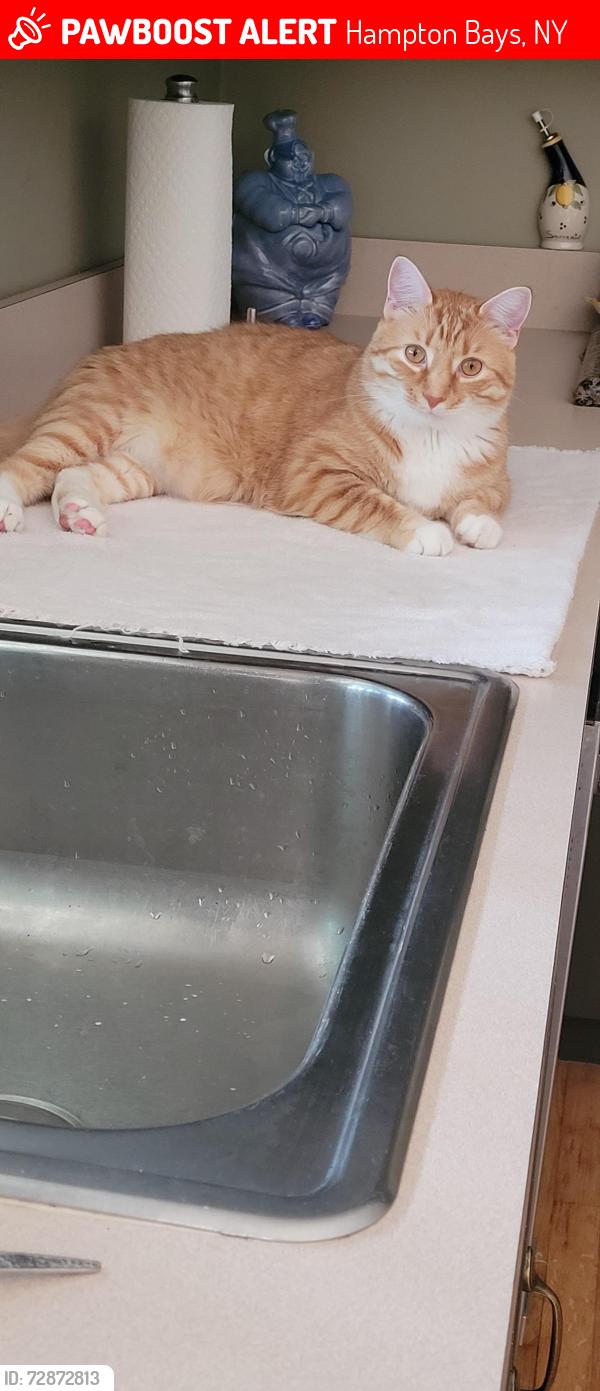 Lost Male Cat last seen squiretown rd. , Hampton Bays, NY 11946