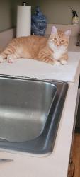 Lost Male Cat last seen squiretown rd. , Hampton Bays, NY 11946