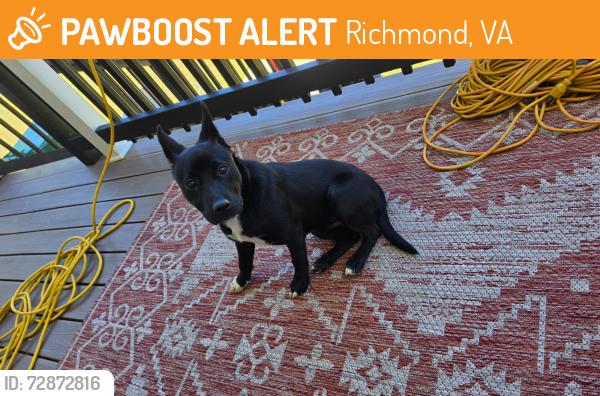 Found/Stray Female Dog last seen Big apple store , Richmond, VA 23234