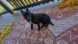 Found/Stray Female Dog last seen Big apple store , Richmond, VA 23234
