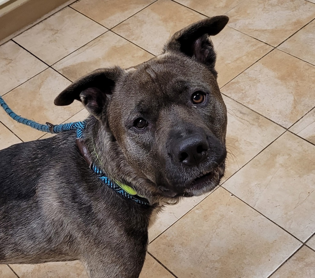 Shelter Stray Male Dog last seen SE 31st/Powell, OR, Troutdale, OR 97060