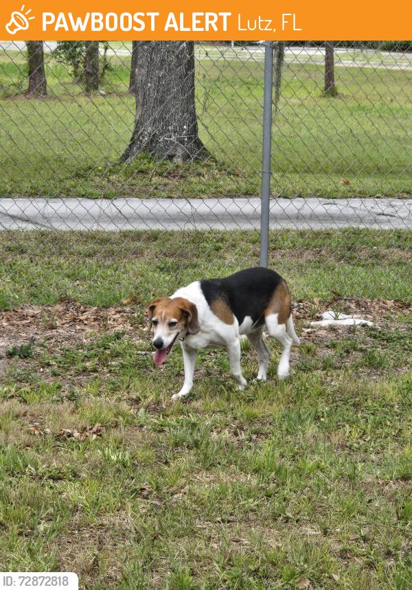 Found/Stray Male Dog last seen Hwy 41, Lutz, FL 33548