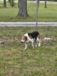 Found/Stray Male Dog last seen Hwy 41, Lutz, FL 33548