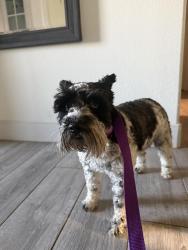Found/Stray Female Dog last seen  Legacy pkwy and Westin dr, Amarillo, TX 79119
