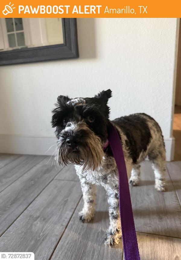 Found/Stray Female Dog last seen  Legacy pkwy and Westin dr, Amarillo, TX 79119