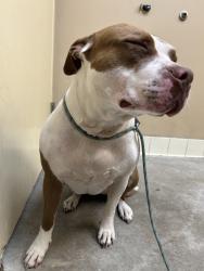 Shelter Stray Female Dog last seen SPOKANE, WA, 99202, Spokane, WA 99212