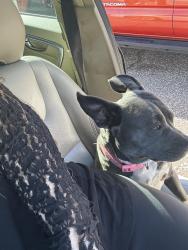 Lost Female Dog last seen Watkins/Overton Crossing , Memphis, TN 38103
