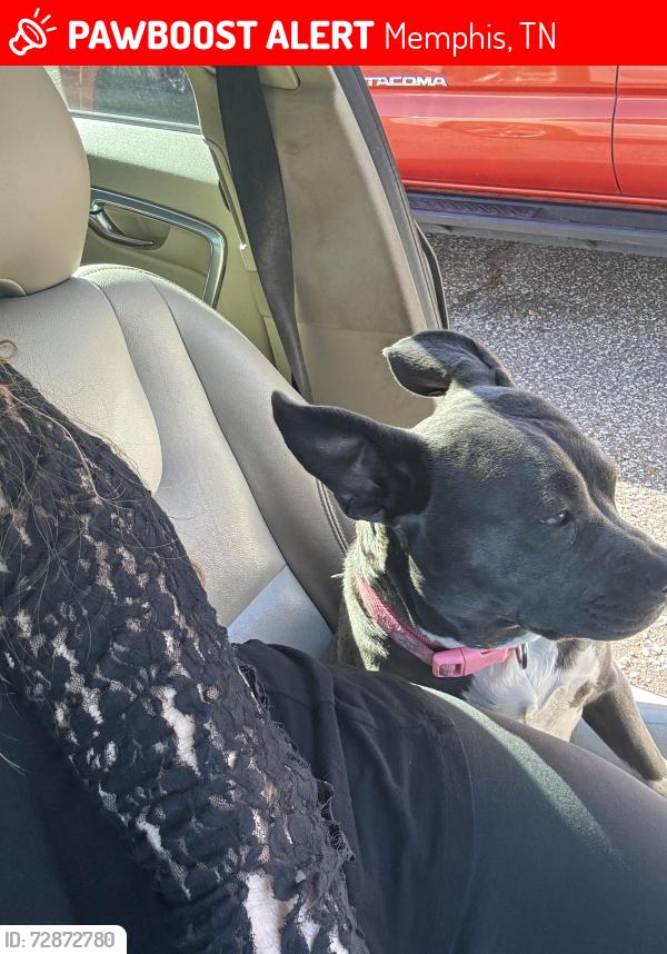 Lost Female Dog last seen Watkins/Overton Crossing , Memphis, TN 38103