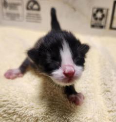 Shelter Stray Male Cat last seen Near 103rd Avenue, OAKLAND, CA, 94621, Oakland, CA 94621