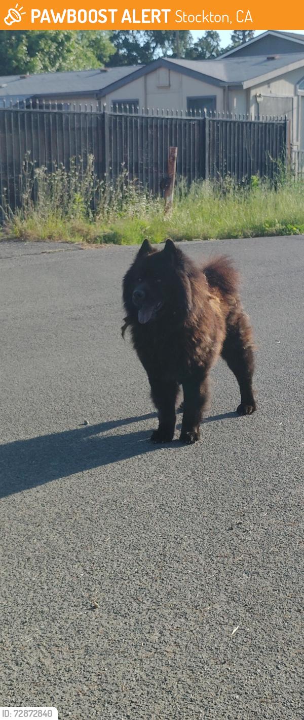 Found/Stray Male Dog last seen Netherton ave, Stockton, CA 95215